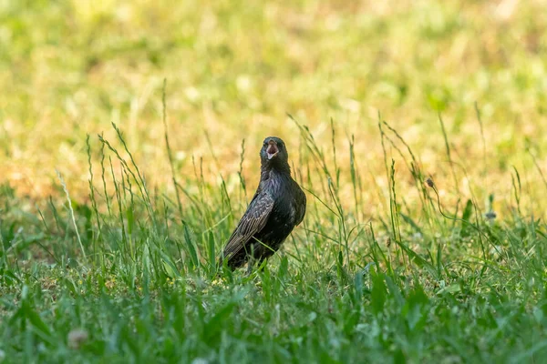 Közönséges Seregély Sturnus Vulgaris Egy Zöld Réten Nyári Napsütéses Napon — Stock Fotó