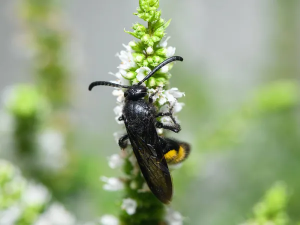 Escolia Hirta Hymenoptera Scoliidae Sentado Una Flor Blanca Día Soleado — Foto de Stock