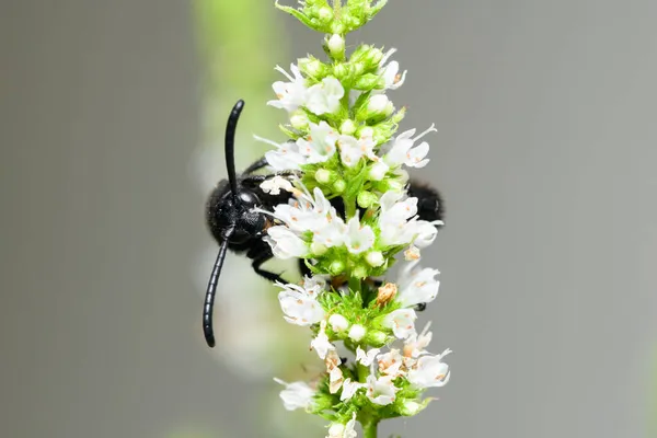 Scolia Hirta Hymenoptera Scoliidae Assise Sur Une Fleur Blanche Journée — Photo