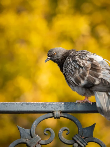 Domestic Pigeon Sitting Iron Fence Yellow Leaves Background Sunny Day — Stock Photo, Image