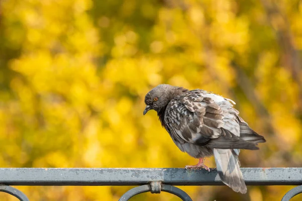 Domestic Pigeon Sitting Iron Fence Yellow Leaves Background Sunny Day — Stock Photo, Image