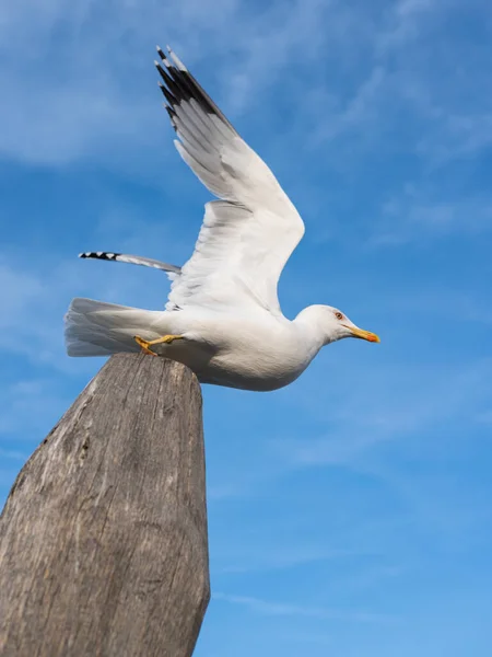 Yellow Legged Gull Taking Wooden Pole Venice Italy — Stock Photo, Image