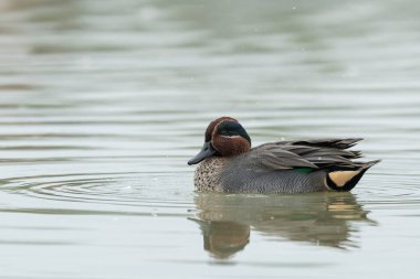 Avrasyalı bir Teal (Anas crecca) sonbaharda güneşli ve sakin bir günde yüzüyor, Grado (İtalya))