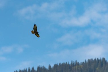 Yaygın bir akbaba (Buteo buteo) uçan güneşli bir ay, Avusturya, mavi gökyüzü
