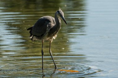 Bir gölde (Viyana, Avusturya) duran gri balıkçıl (Ardea cinerea), yazın güneşli bir gün