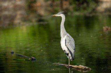 Bir gölde (Viyana, Avusturya) duran gri balıkçıl (Ardea cinerea), yazın güneşli bir gün