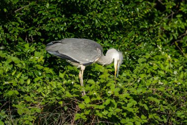 Bir ağacın üzerinde (Viyana, Avusturya) duran gri balıkçıl (Ardea cinerea), yazın güneşli bir gün