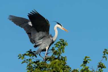 Bir gri balıkçıl (Ardea cinerea) bir ağacı (Viyana, Avusturya) kaldırır, yazın güneşli bir gün