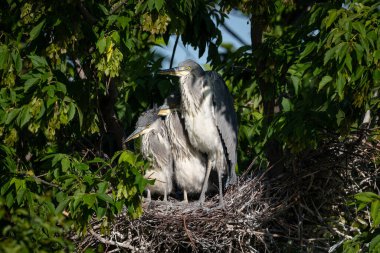 Yuvadaki üç genç gri balıkçıl (Viyana, Avusturya), yazın güneşli bir gün