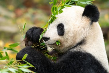 Genç bir dev panda (Ailuropoda melanoleuca) oturur ve bambu yer