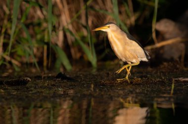 Viyana 'da güneşli bir yaz sabahı Küçük Bittern' in (Ixobrychus minute) portresi (Avusturya))