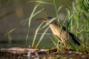 Viyana 'da güneşli bir yaz sabahı Küçük Bittern' in (Ixobrychus minute) portresi (Avusturya))