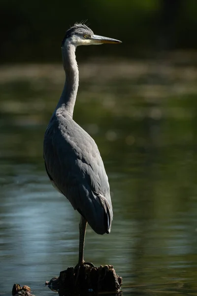 Een Grijze Reiger Ardea Cinerea Een Vijver Wenen Oostenrijk Zonnige — Stockfoto