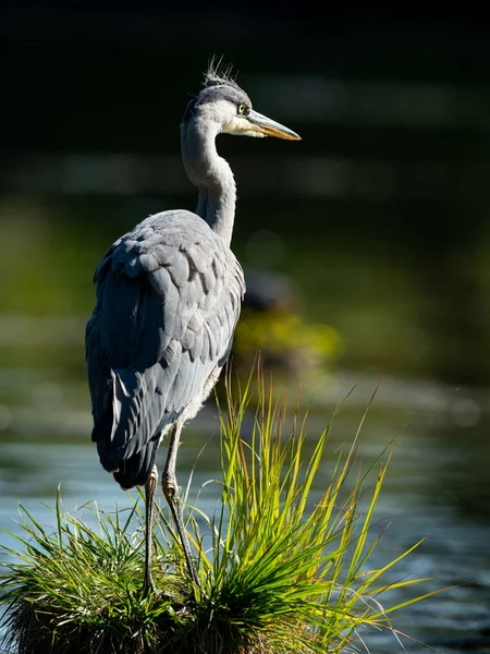 Uma Garça Cinza Ardea Cinerea Uma Lagoa Viena Áustria Dia — Fotografia de Stock