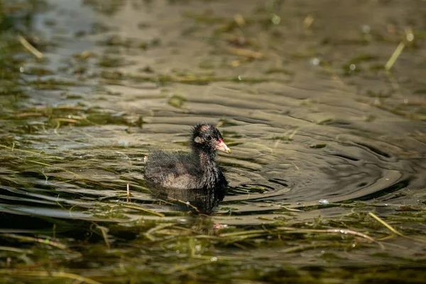 奥地利维也纳 夏天阳光明媚的一天 一只普通的小土拨鼠在池塘里游泳 — 图库照片