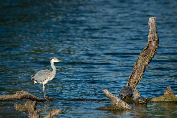 Ein Graureiher Ardea Cinerea Steht Einem Teich Wien Österreich Sonniger — Stockfoto