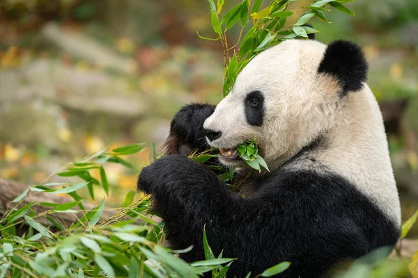 Jeune Panda Géant Ailuropoda Melanoleuca Assis Mangeant Bambou — Photo