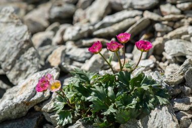 İtalyan Alpleri 'nde bir buzul çiçeği (Ranunculus glacialis), yazın güneşli bir gün.