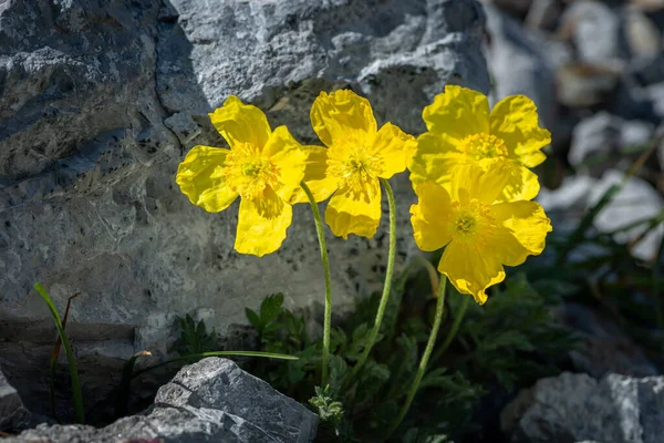 Una Amapola Alpina Amarilla Papaver Alpinum Ssp Rhaeticum Día Soleado —  Fotos de Stock