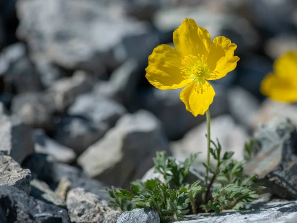 Желтый Альпийский Мак Papaver Alpinum Ssp Rhaeticum Солнечный День Летом — стоковое фото