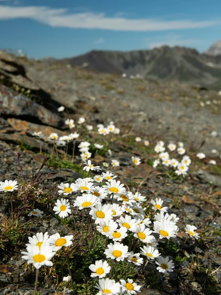 Sekelompok Aster Putih Leucanthemum Pegunungan Alpen Italia Hari Yang Cerah — Stok Foto