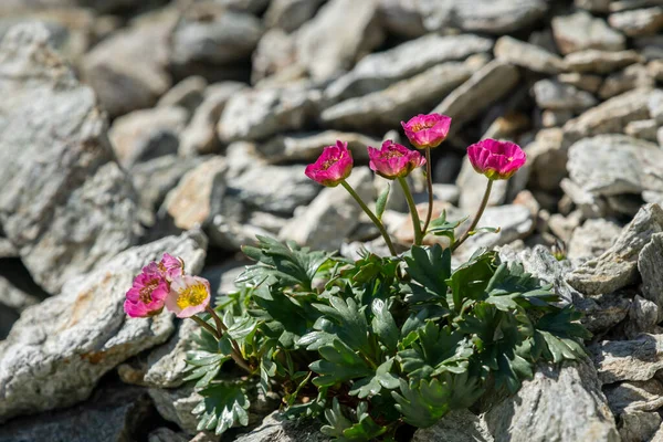 Ledovcový Máselník Ranunculus Glacialis Italských Alpách Slunečný Letní Den — Stock fotografie