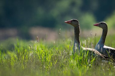 Çayırda dikilen gri bir kaz portresi, yazın güneşli bir gün
