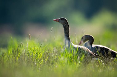 Çayırda dikilen gri bir kaz portresi, yazın güneşli bir gün