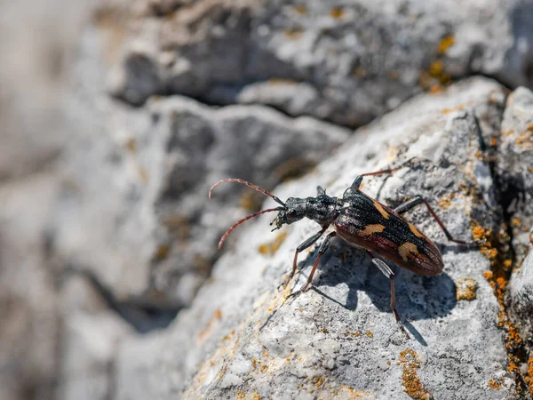 Escarabajo Cuerno Largo Dos Bandas Rhagium Bifasciatum Sentado Una Roca — Foto de Stock