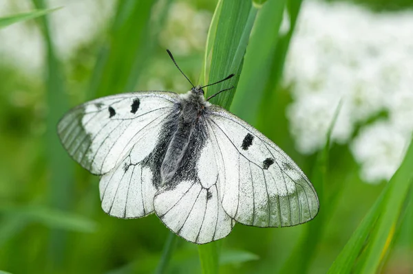 Motyl Apollo Parnassius Mnemosyne Spoczywający Łące Alpy Austriackie — Zdjęcie stockowe