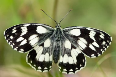 Avusturya Alpleri 'nde yaz aylarında bulutlu bir günde dinlenen mermer bir beyaz kelebeğin (Melanargia galaksisi) yakın çekimi