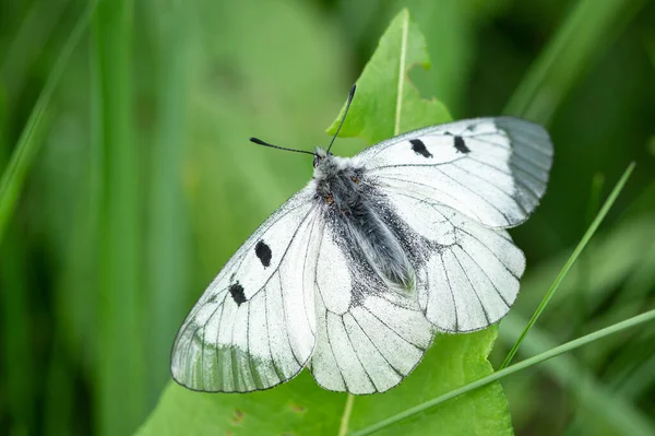 Papillon Apollon Parnassius Mnemosyne Nuageux Reposant Dans Une Prairie Alpes — Photo