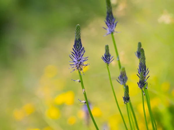 Primo Piano Fiore Phyteuma Persicifolium Nelle Alpi Austriache Giornata Nuvolosa — Foto Stock