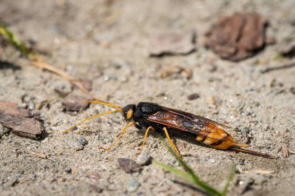 Closeup Giant Woodwasp Uroceras Gigas Resting Ground Sunny Day Summer — Stock Photo, Image