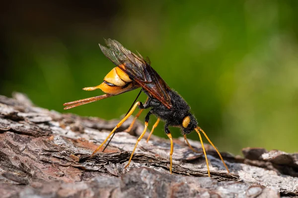 Closeup Giant Woodwasp Uroceras Gigas Drilling Piece Wood Sunny Day — Stock Photo, Image