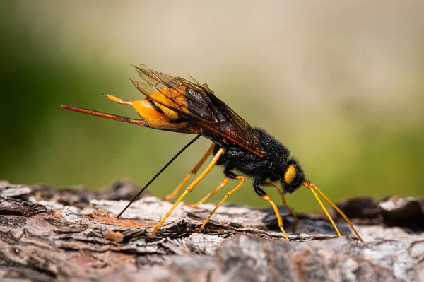 Κλείσιμο Ενός Γιγαντιαίου Woodwasp Uroceras Gigas Γεώτρηση Ένα Κομμάτι Ξύλο — Φωτογραφία Αρχείου