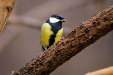 A great tit (Parus major) sitting on a twig, cloudy day in winter, Vienna Austria