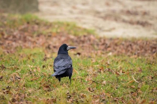 Rook Corvus Frugilegus Standing Ground Cloudy Day Winter — Fotografia de Stock