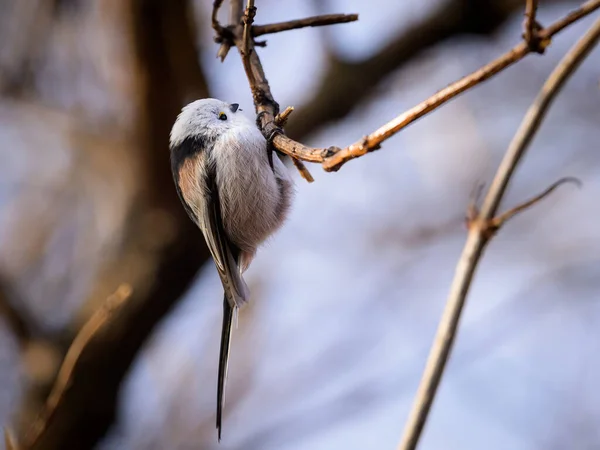 Long Tailed Tit Aegithalos Caudatus Sitting Small Twig Cloudy Day — стоковое фото