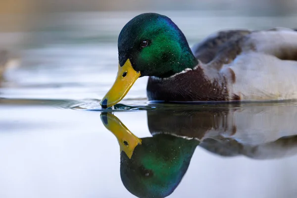 Portrait Male Mallard Anas Platyrhynchos Swimming Water Reflection Calm Day —  Fotos de Stock