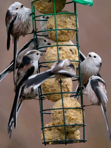 Long Tailed Tits Aegithalos Caudatus Feeding Station Rainy Day Winter — Stockfoto