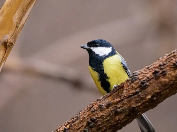 Great Tit Parus Major Sitting Twig Cloudy Day Winter Vienna — стоковое фото