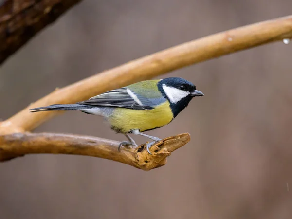 Great Tit Parus Major Sitting Twig Cloudy Day Winter Vienna — стоковое фото