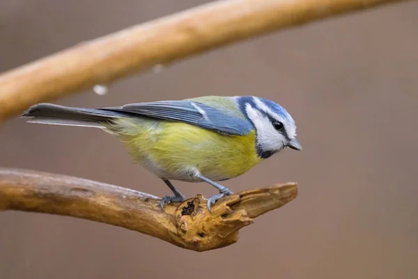 Blue Tit Cyanistes Caeruleus Sitting Branch Rainy Day Winter Vienna — стоковое фото