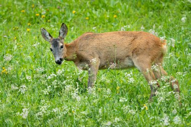 Avusturya Alpleri 'ndeki yeşil bir çayırda sevgili bir dişi yumurta.