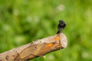 Yazın güneşli, yeşil arka planda bir tahta parçasında oturan siyah bir kızıl.