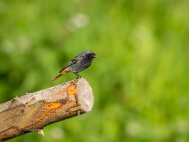 Yazın güneşli, yeşil arka planda bir tahta parçasında oturan siyah bir kızıl.
