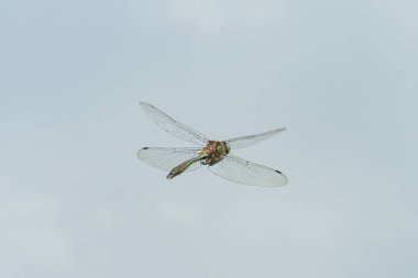 Suyun üzerinde uçan bir yusufçuk (Cordulia aenea), yazın güneşli bir gün (Viyana, Avusturya))