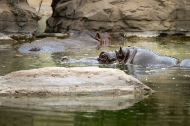 Hayvanat bahçesinde yüzen bir su aygırının başı (Viyana, Avusturya)