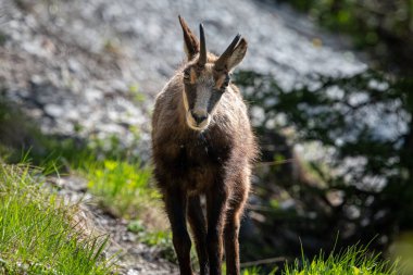 Genç bir papağan, Avusturya Alplerinde güneşli bir günde, ormanda bir patikada duruyor.